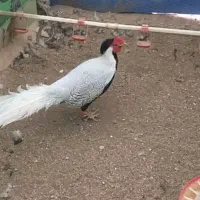 طاووس