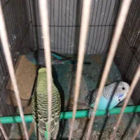 مرغ عشق بالغ کارخانه