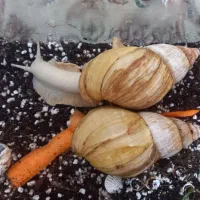 دو عدد حلزون سوپر مولد 14سانتی