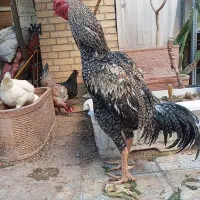 خروس لاری اصیل.نژادکوکوهندی