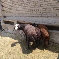 گوسفند قوچ و بر
