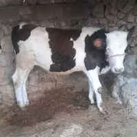یک عددگوساله نرسیمیتال سالم گوشتی چاق