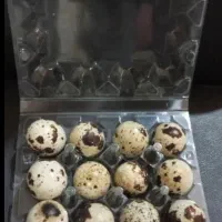 تخم بلدرچین نطفه دار