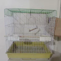 یک جفت طوطی برزیلی