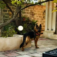 سگ ژرمن شپر