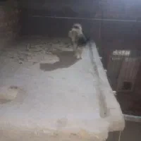 سگ نر گرند