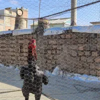 خروس لاری اوشامو|حیوانات مزرعه|هشتگرد, ینگی امام|دیوار