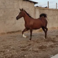 فروش مادیون|اسب و تجهیزات اسب‌سواری|پاسارگاد, |دیوار