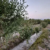 چندین قطعه زمین با امکانات برق