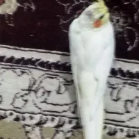 عروس هلندی|حیوانات|اسفراین, |دیوار