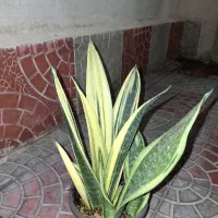 فروش انواع گل