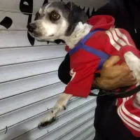 واگذاری سگ شیتزوتریر|سگ|مشهد, حسینآباد|دیوار