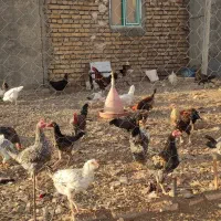 مرغ محلی|حیوانات مزرعه|روانسر, |دیوار