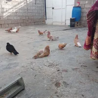 کبوتر فروشی امیدیه