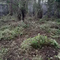 علف تراشی و چمن زنی و قطع انواع درخت|خدمات باغبانی و درختکاری|سرخرود, |دیوار