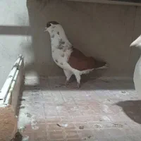 کفتر افغانی چپ و بال