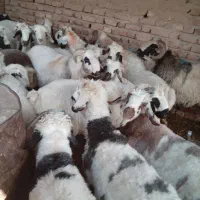 بره جفتی ۸۰|حیوانات مزرعه|سیدان, |دیوار