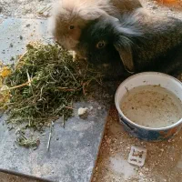 خرگوش لپ عروس