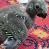 جوجه اکلکتوس