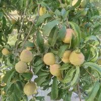 هلوی سفید و سیب سفید خوشمزه