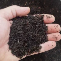 چای بهاره محلی اعلا