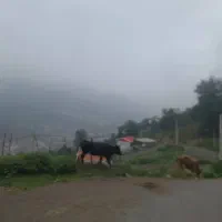 زمین-ییلاقی-بهترین-اب-و-هوا-پل-سفید