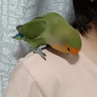 طوطی برزیلی کوتوله|پرنده|شهرکرد, |دیوار