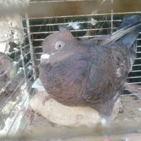 جوجه کبوتر ونر بزرگ معاوضه