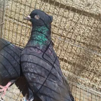 کبوتر  سیاه