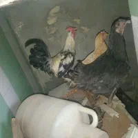 مرغ و خروس عربی|حیوانات مزرعه|اهواز, لشکرآباد|دیوار