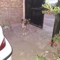 سگ نگهبان