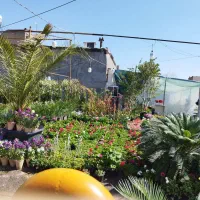 گلخانه