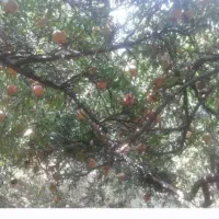 اجاره باغ انار
