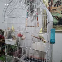 عروس هلندی