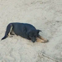 واگذاری سگ ماده نگهبان|سگ|سمنان, |دیوار