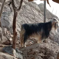 بز جوان|حیوانات مزرعه|ایذه, |دیوار