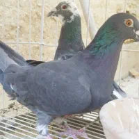 کبوتر قره سبز . سرور . سیاه پلاکی ماده|پرنده|شیراز, شهرک بهار|دیوار