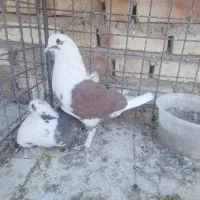 دو جفت کبوتر|پرنده|سیرجان, |دیوار