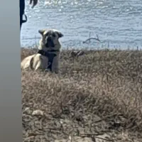 ماده پژدر برای جفت گیری