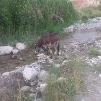 الاغ زرنگ و باری نر