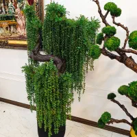 درختچه مجنون کد 0260