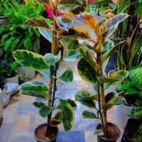 گل وگیاه فیکوس|گل و گیاه طبیعی|مشهد, ایثارگران|دیوار