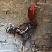 مرغ وخروس