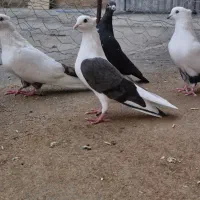 گرده دار