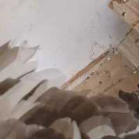 کفتر سوسکی|پرنده|گلبهار, شهر جدید گلبهار|دیوار