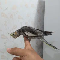 عروس هلندی سینامون