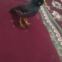 مرغ مینا کاملا دستی|پرنده|کرمان, |دیوار