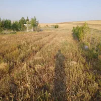 زمین در تکمداش شیروانده|فروش زمین و ملک کلنگی|تیکمه داش, |دیوار