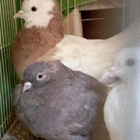 کفتر شکلاتی دم سفید نهبندان|پرنده|نهبندان, |دیوار