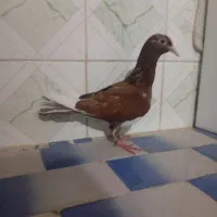 کبوتر
